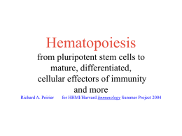 PowerPoint Presentation - Hematopoiesis from pluripotent