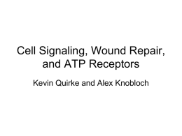 ATP as an Extracellular Signal