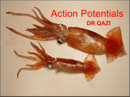 Action potential - Majmaah University