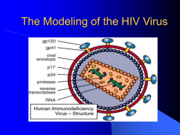 The Modeling of the HIV Virus