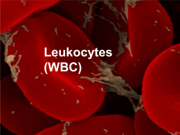 White Blood Cells - Landis Foitik, RVT, BASVT