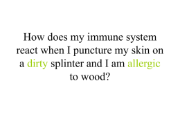 How does my immune system react when I puncture my skin on
