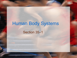 Human Body Systems - Hamilton Township High School