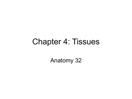 Chapter 4- Tissues/Histology
