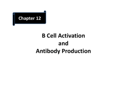 B Cell Activation and Antibody Production