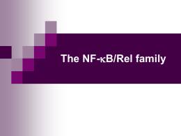 NFkB/Rel familien