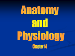 Anatomy chapter 14 (Lymphatic and immunity)