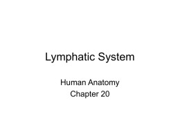 Chapter 20- Lymphatic system