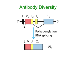 Antibody Diversity 02/16/06