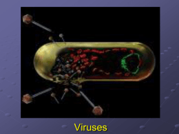 Virus Powerpoint