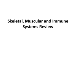 Skeletal, Muscular and Immune Systems Review The process in