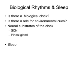 Sleep, Rhythms & Timing