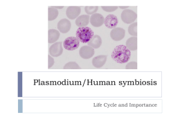 Plasmodium/Human symbiosis