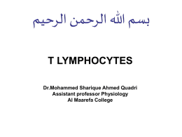 t lyphocyte