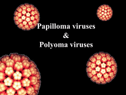 Papilloma viruses & Polyoma viruses
