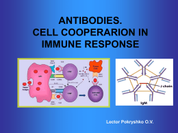 Antibodies. Cell cooperation in immune response