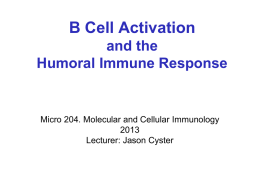 B cell - UCSF Immunology Program