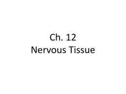 Ch. 12 Nervous Tissue