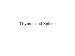 Thymus and Spleen