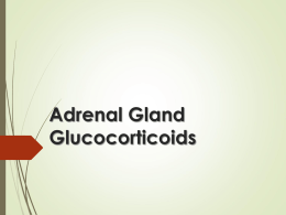 9-Adrenal gland2016-02
