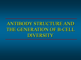 Antibody Structure and B Cell Diversity