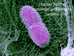 Chapter 21: The Lymphatic and Immune Systems