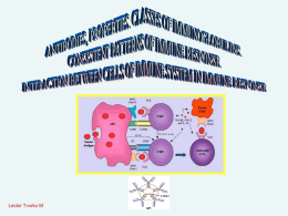 Antibodies, structure. Classes of Immunoglobulines