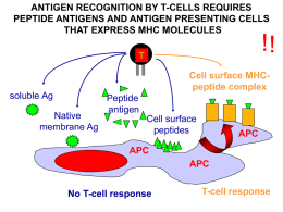 7 T cell