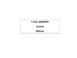 Tissue effector memory T cells Lymphoid central memory T cells