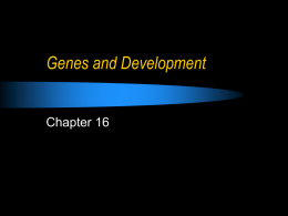 Chapter 16: Genes and Development