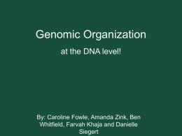 Genomic Organization