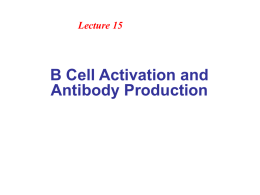 B Cell - Biotechnology