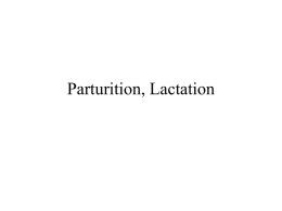Parturition, Lactation