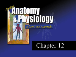 AP CH12 - lambdinanatomyandphysiology