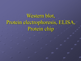 Western blot, fehérjék elektroforézise, fehérjechip