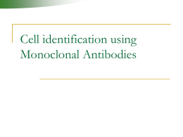 Cell identification using Monoclonal Antibodies