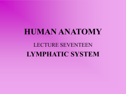 lecture seventeen – lymphatic system