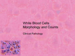 White Blood Cells Morphology and Counts