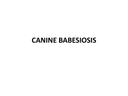 CANINE BABESIOSIS