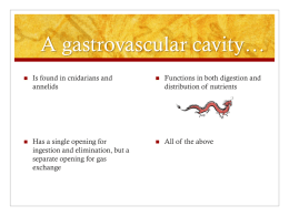 A gastrovascular cavity*