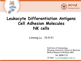 Leukocyte Differentiation Antigens Cell Adhesion Molecules NK cells