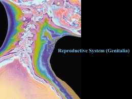 Reproductive System (Genitalia)