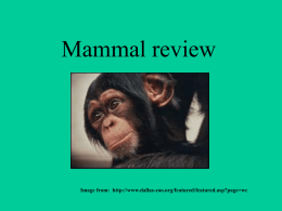 Mammal review Image from:  -zoo.org/featured/featured.asp?page=wc