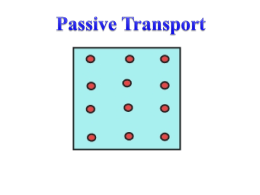 Passive Transport