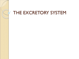 Excretory