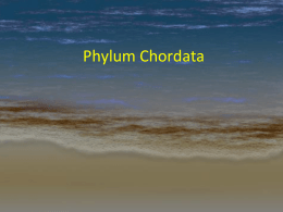 Phylum Chordata - Blue Valley Schools