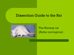 Rat Dissection