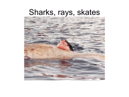 Sharks15