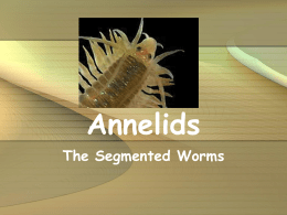 Annelids - Biology Junction