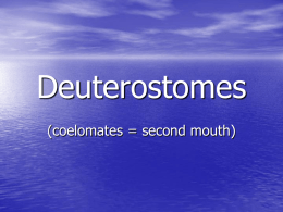 Deuterostomes